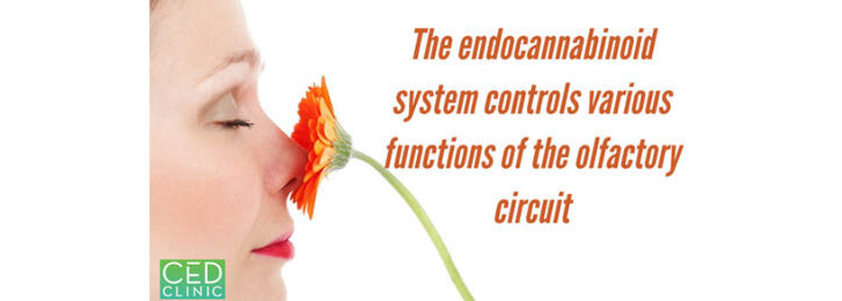The endocannabinoid system controls various functions of the olfactory circuit