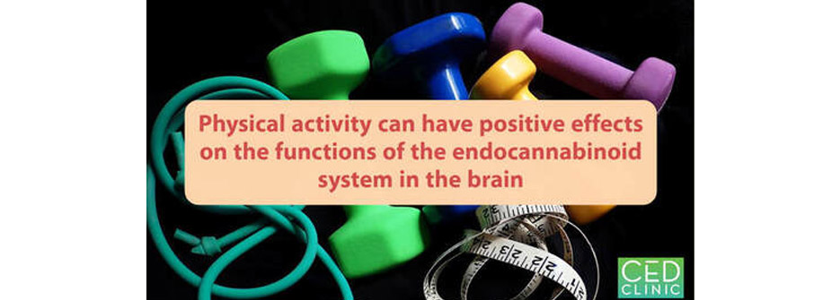  Neurological and neurodegenerative conditions, physical activities, and the endocannabinoid system – how might all these be linked?