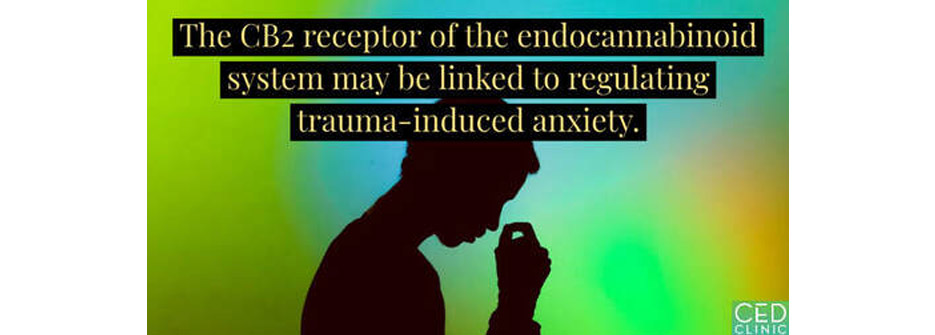 The endocannabinoid receptor CB2 is a regulator of trauma-inducing anxiety and a potential target for PTSD drugs.