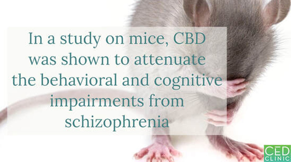 Cannabidiol: Attenuation of behavioral and cognitive schizophrenia symptoms leads to potential clinical applications
