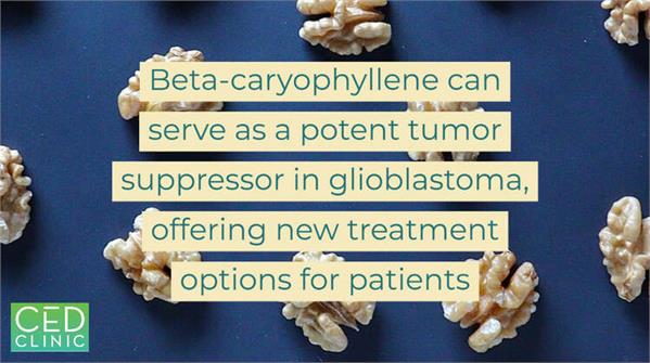  The potential application of the cannabinoid Beta-caryophyllene in glioblastoma therapy