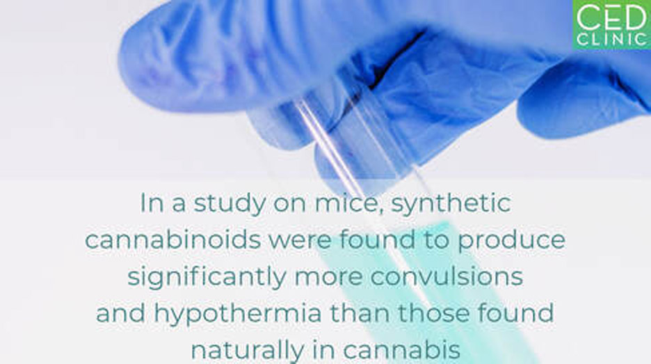 Synthetic cannabinoids cause more convulsion and hypothermia in mice than cannabis-derived cannabinoids.
